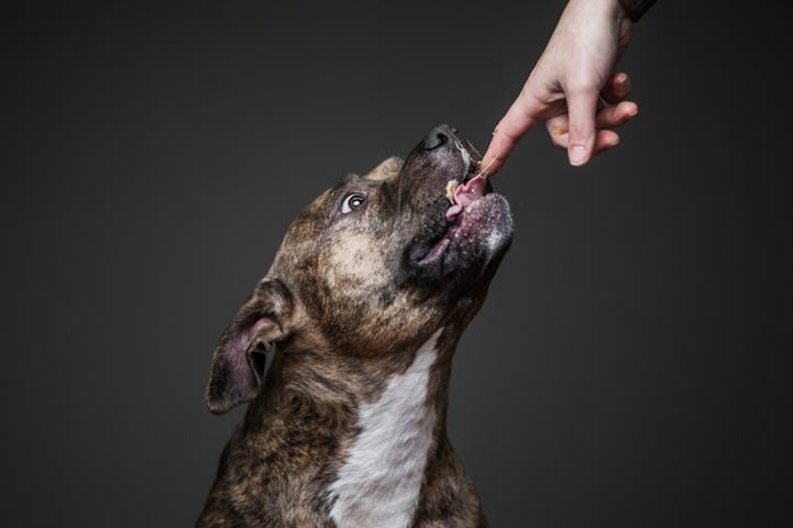 Photo Series of Dogs Licking Peanut Butter Off of Themselves (20 Pics)