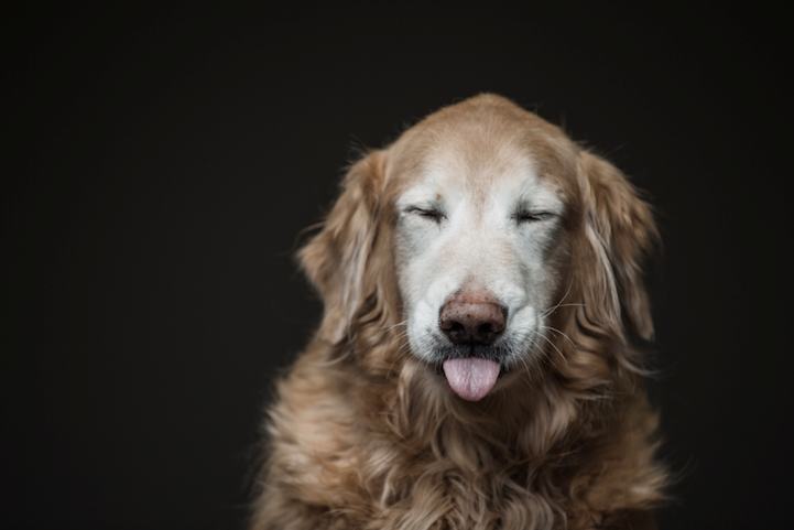 Photo Series of Dogs Licking Peanut Butter Off of Themselves (20 Pics)