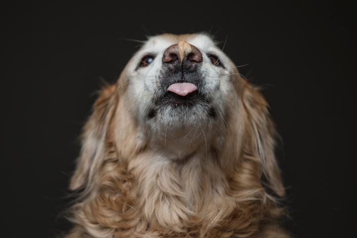 Photo Series of Dogs Licking Peanut Butter Off of Themselves (20 Pics)