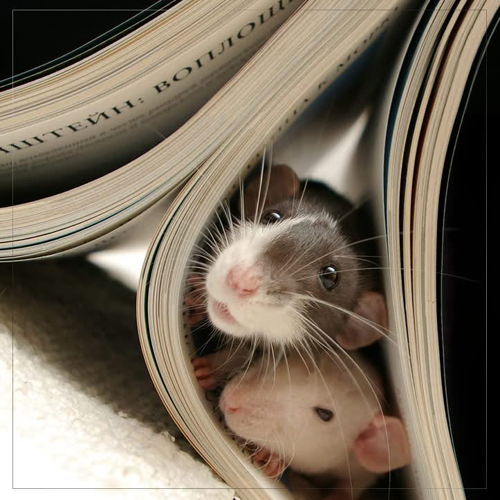 26 Animals Playing the Most Adorable Game of Hide and Seek | Pleated Jeans