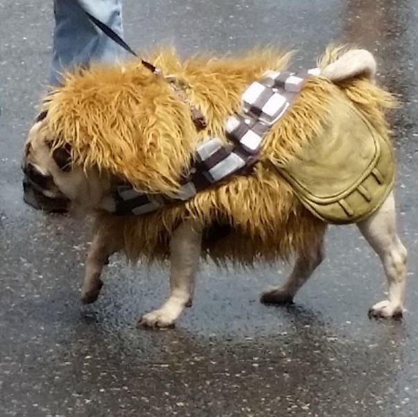 pugs wars there was a wars pug parade and all the dogs dressed up pleated pugs wars there was a wars pug parade and all the dogs dressed up pleated