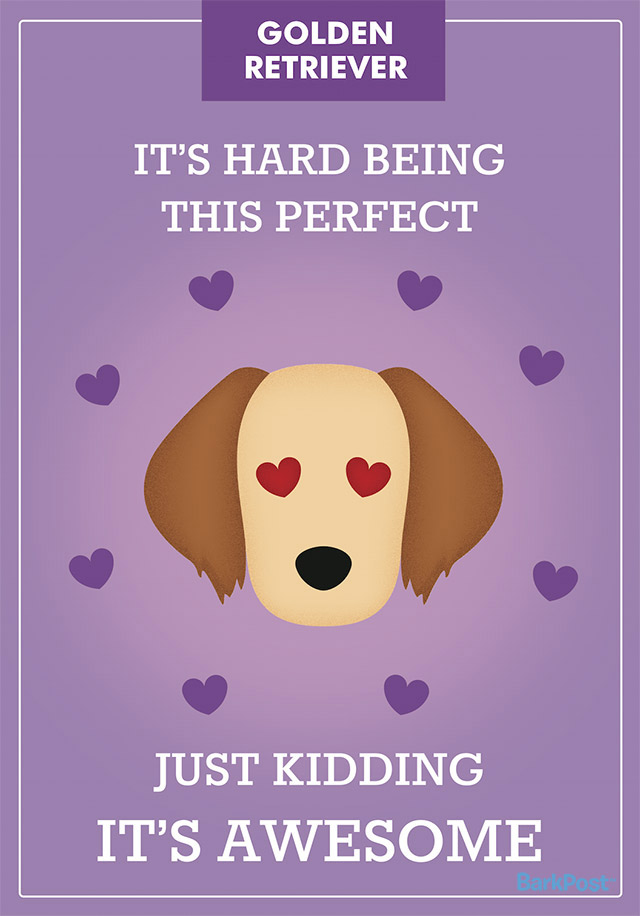 golden retriever logo 12 hilariously honest breed slogans pleated golden retriever logo 12 hilariously honest breed slogans pleated