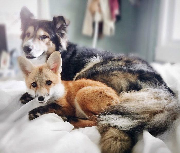This Dog and Pet Fox Are the Most Adorable Friends | Pleated Jeans