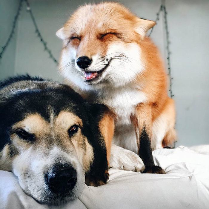 This Dog and Pet Fox Are the Most Adorable Friends Pleated Jeans