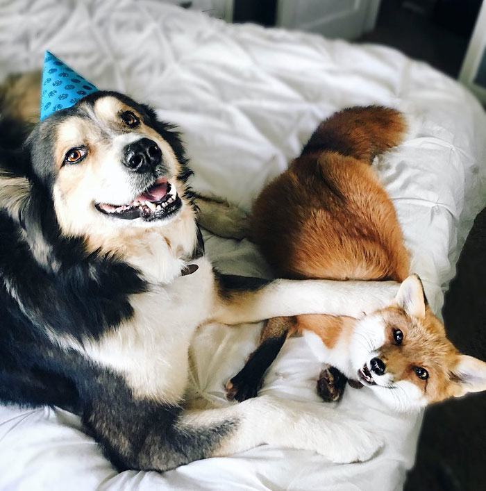 This Dog and Pet Fox Are the Most Adorable Friends | Pleated Jeans