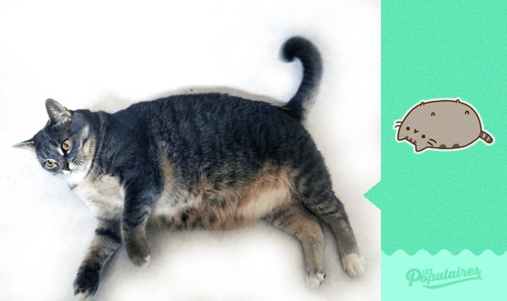 the real pusheen the cat