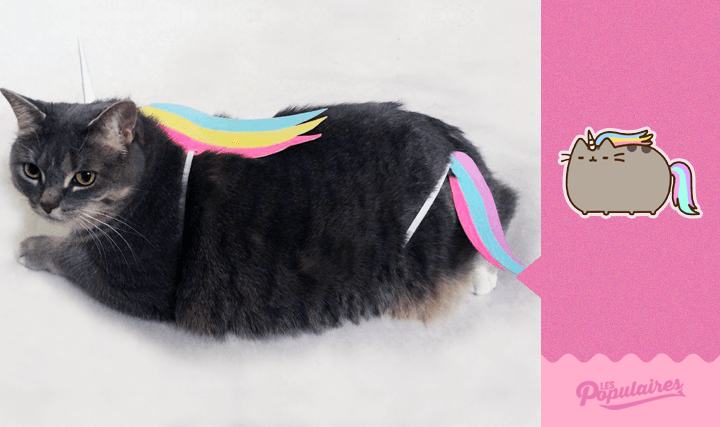 pusheen cat real life