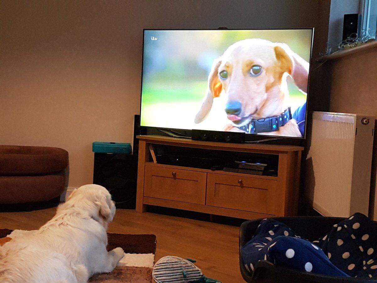 14 Dogs Watching Dogs on TV