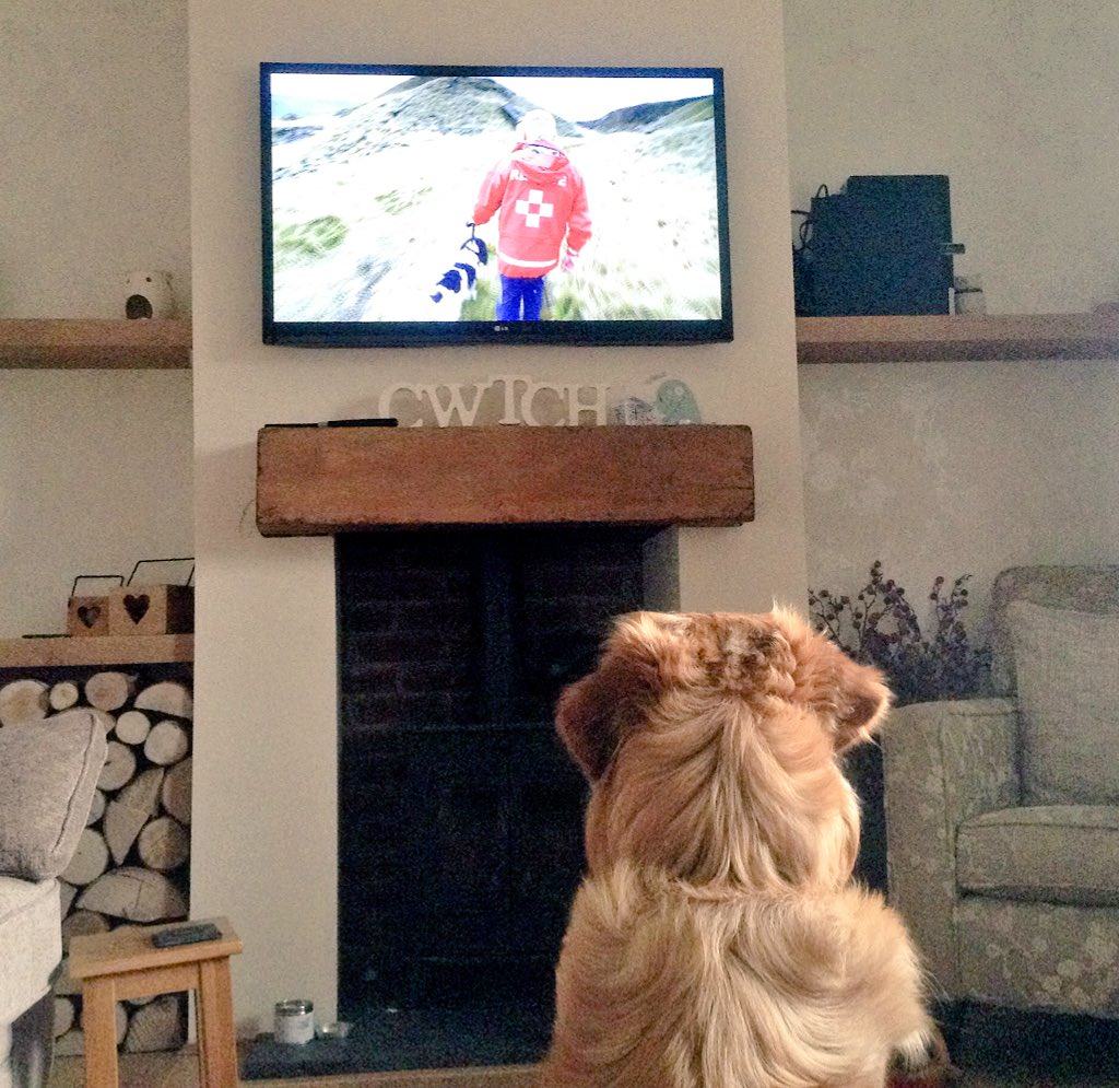 14 Dogs Watching Dogs on TV