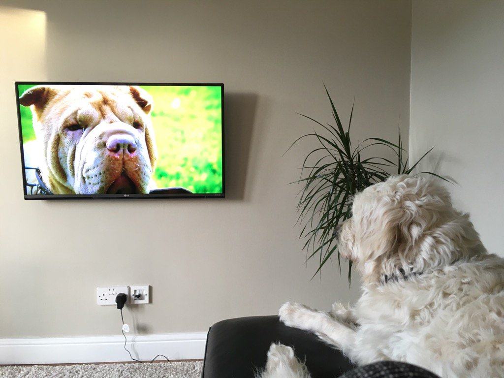 14 Dogs Watching Dogs on TV