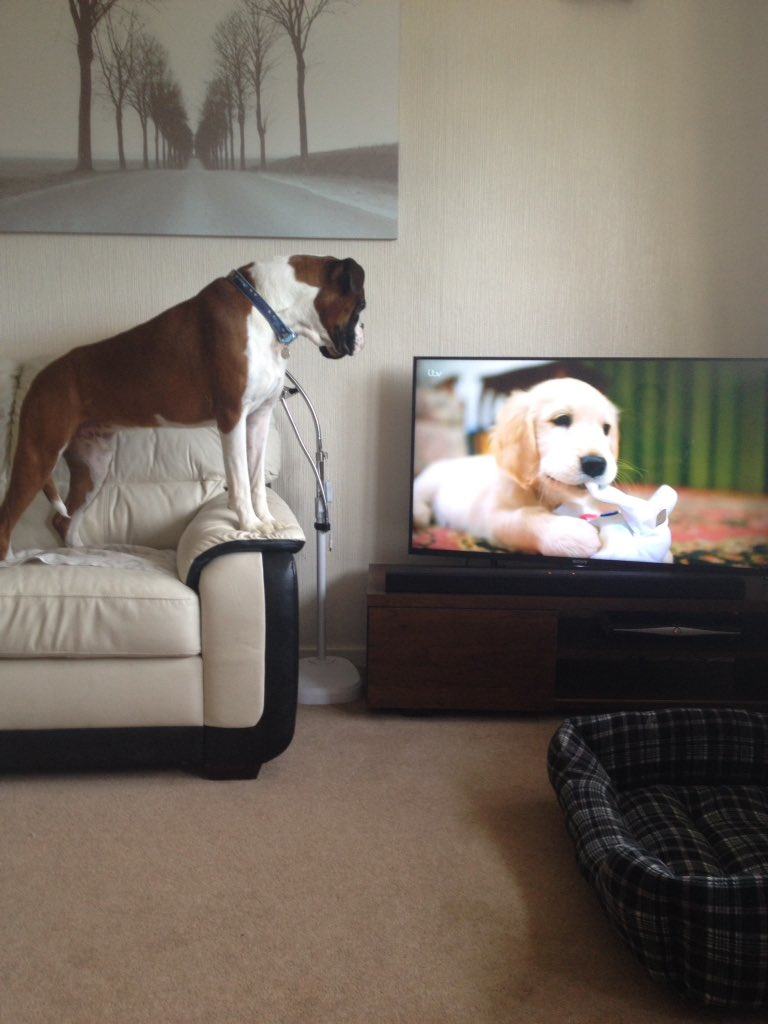 14 Dogs Watching Dogs on TV Pleated Jeans