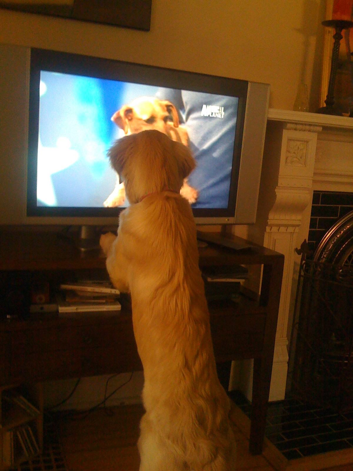 14 Dogs Watching Dogs on TV
