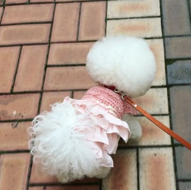This Extremely Cute Dog Looks Just Like a Giant Cotton Ball