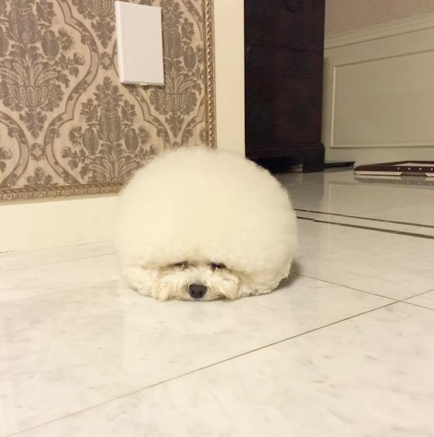 This Extremely Cute Dog Looks Just Like a Giant Cotton Ball