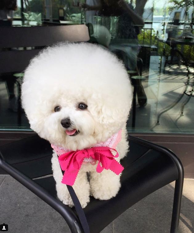 This Extremely Cute Dog Looks Just Like A Giant Cotton Ball As You Can See Her Glorious Afro Puff Makes Look Strikingly Like A Cotton Ball Brought To Life Follow Tori On Instagram For More
