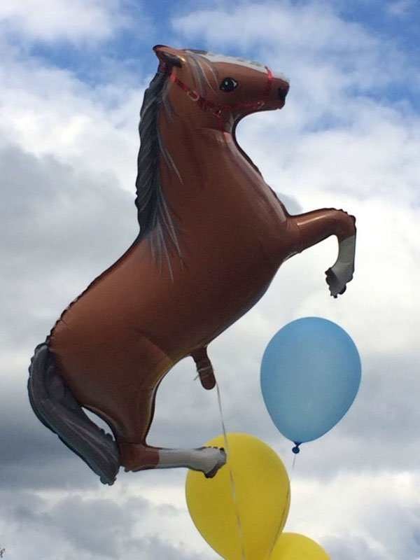 funny weird crazy random jeans hilarious pleated dump horse penis via