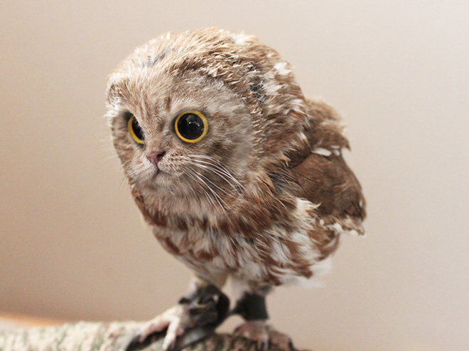 Cat Owls Are the Animal Crossover You Never Knew You Needed | Pleated Jeans