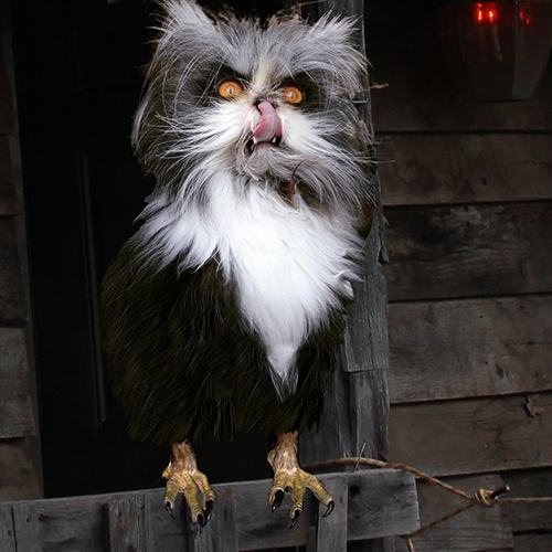 Pictures Of Pissed Off Cats Pictures Of Pissed Off Cats
