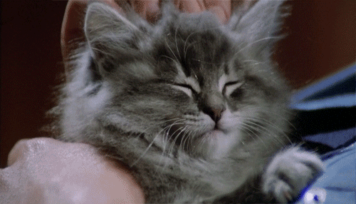 Head rubs. Котята гиф. Гифки с котиками. Гифки с котятами. Котик gif.