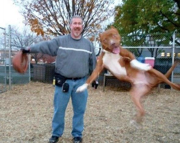 28 of the Best Animal Photobombs of All Time | Pleated-Jeans.com