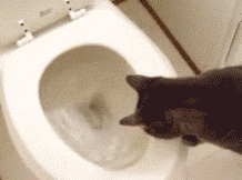 [Image: funny-gif-cat-flush-toilet.gif]