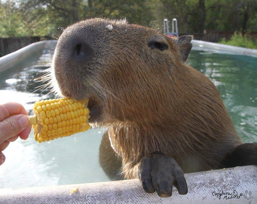 An ode to the capybara 15 pics 
