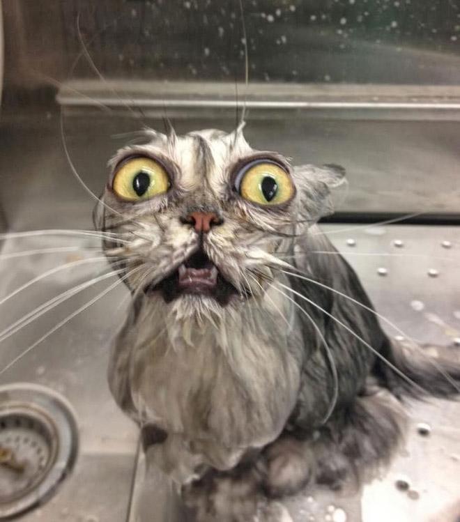 Bilderesultat for cats hate bathing