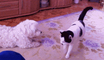 funny-gif-cat-fart-face-dog.gif